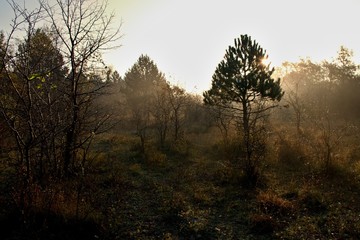 Fototapeta na wymiar Danubian forest at autumn sunrise, Slovakia, Europe