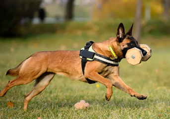 Malinois dog running with dumbbell