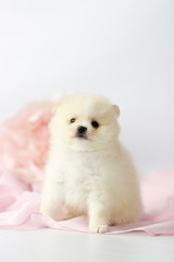 Beautiful Pomeranian spitz puppy on a white and pink background
