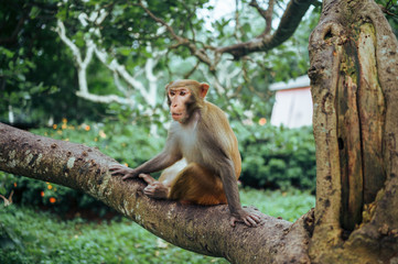 Adult red face monkey Rhesus macaque in tropical nature park of Hainan, China. Cheeky monkey in the natural forest area. Wildlife scene with danger animal. Macaca mulatta.