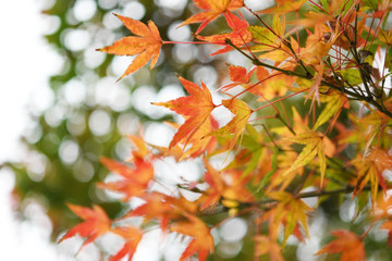 モミジの紅葉