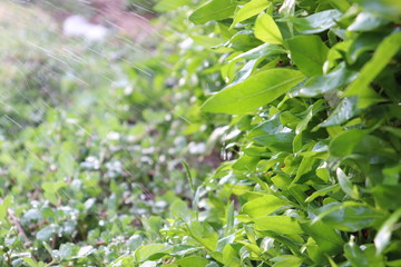 Fototapeta na wymiar green leaves of plant