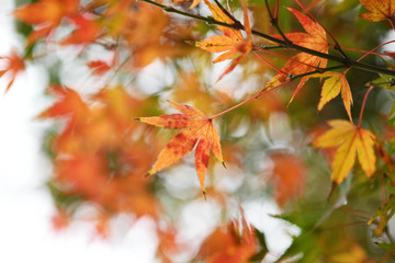 モミジの紅葉