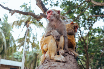 Fototapeta premium Two adult red face monkeys Rhesus macaque in tropical nature park of Hainan, China. Cheeky monkey in the natural forest area. Wildlife scene with danger animal. Macaca mulatta.