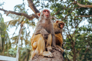 Two adult red face monkeys Rhesus macaque in tropical nature park of Hainan, China. Cheeky monkey in the natural forest area. Wildlife scene with danger animal. Macaca mulatta.