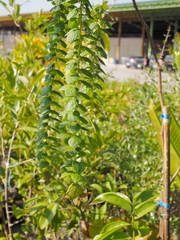 Close-up Green Leaves of Phyllodium longipes (Craib.) Schindel. Papilionaceae, hang on branches in garden with nature blurred background.