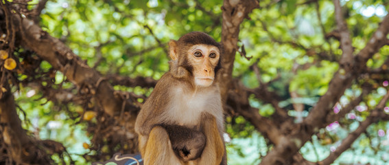 Adult red face monkey Rhesus macaque in tropical nature park of Hainan, China. Cheeky monkey in the natural forest area. Wildlife scene with danger animal. Macaca mulatta panoramic banner copyspace