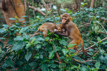 Two little cute playful red face monkeys Rhesus macaque playing on tree in tropical nature park of Hainan, China.  Cheeky monkey in the forest area. Wildlife scene with danger animal. Macaca mulatta.