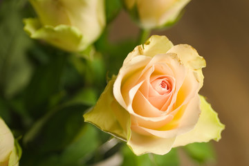 Bunch of pastel colored roses 