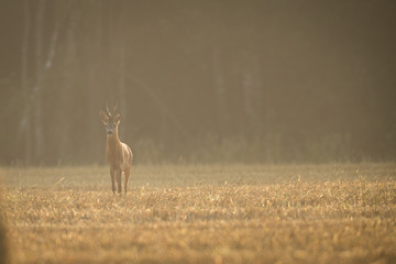 Roebuck - buck (Capreolus capreolus) Roe deer - goat