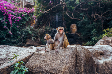 Obraz premium A portrait of the Rhesus macaque mother monkey with her cute baby child in tropical nature forest park of Hainan, China. Wildlife scene with danger animal. Macaca mulatta.
