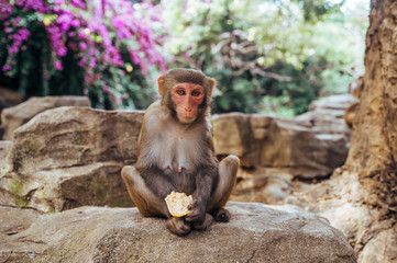 Adult red face monkey Rhesus macaque eating in tropical nature park of Hainan, China. Cheeky monkey in the natural forest area. Wildlife scene with danger animal. Macaca mulatta copyspace