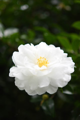 白い山茶花の花