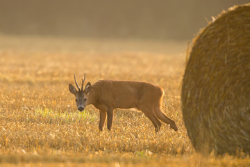 Roebuck - buck (Capreolus capreolus) Roe deer - goat