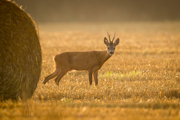 Roebuck - buck (Capreolus capreolus) Roe deer - goat