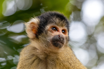 Cute Squirrel Monkey in Japan
