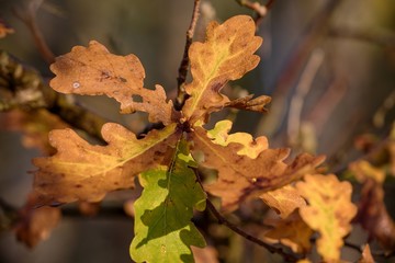 Close up of oak leaves in autumn, Danubian forest, Slovakia, Europe