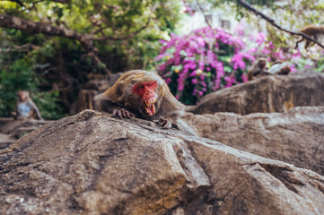Adult red face monkey pack leader Rhesus macaque in tropical nature park of Hainan, China. Yawning alpha male shows teeth in the natural forest area. Wildlife scene with danger animal. Macaca mulatta