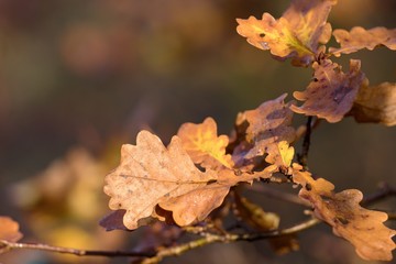 Close up of oak leaves in autumn, Danubian forest, Slovakia, Europe