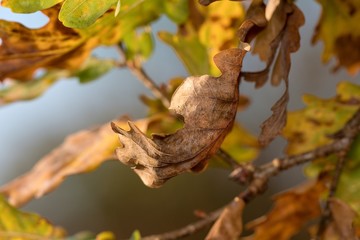 Close up of oak leaves in autumn, Danubian forest, Slovakia, Europe