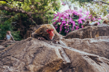 Adult red face monkey pack leader Rhesus macaque in tropical nature park of Hainan, China. Yawning alpha male shows teeth in the natural forest area. Wildlife scene with danger animal. Macaca mulatta