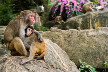 A portrait of the Rhesus macaque mother monkey feeding and protects her cute baby child in tropical nature forest park of Hainan, China. Wildlife scene with danger animal. Macaca mulatta.