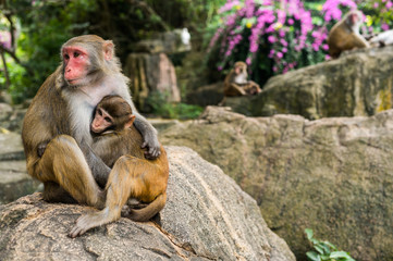 A portrait of the Rhesus macaque mother monkey feeding and protects her cute baby child in tropical nature forest park of Hainan, China. Wildlife scene with danger animal. Macaca mulatta.