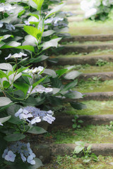 アジサイと階段