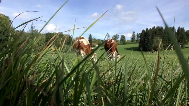 K&uuml;he auf der Wiese (Simmentaler Fleckvieh)