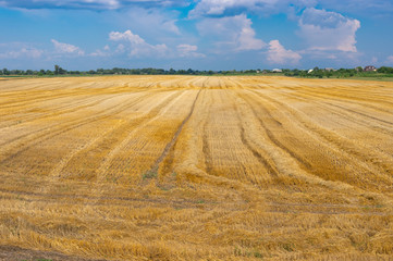 Fototapeta na wymiar Agricultural landscape with harvested wheat field and combine harvester traces at summer season in Ukraine