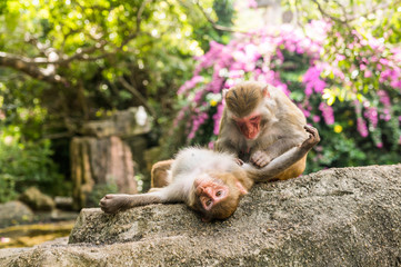 Two adult red face monkeys Rhesus macaque grooming each other in tropical nature park of Hainan, China. Cheeky monkey in the natural forest area. Wildlife scene with danger animal. Macaca mulatta.