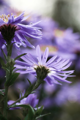 Autumn aster with raindrops on the flowers