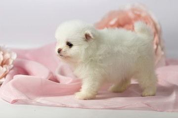 Beautiful Pomeranian spitz puppy on a white and pink background