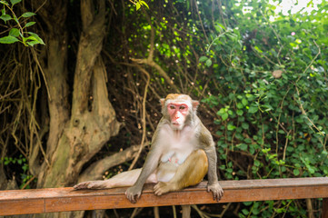 Adult red face monkey Rhesus macaque in tropical nature park of Hainan, China. Cheeky monkey in the natural forest area. Wildlife scene with danger animal. Macaca mulatta 