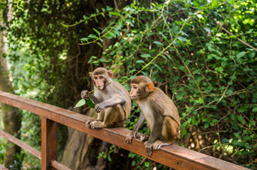 Adult red face monkey Rhesus macaque in tropical nature park of Hainan, China. Cheeky monkey in the natural forest area. Wildlife scene with danger animal. Macaca mulatta 