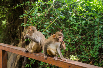 Adult red face monkey Rhesus macaque in tropical nature park of Hainan, China. Cheeky monkey in the natural forest area. Wildlife scene with danger animal. Macaca mulatta 