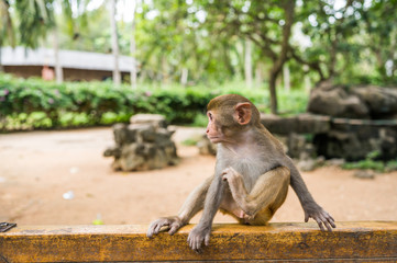 Little cute red face monkey Rhesus macaque in tropical nature park of Hainan, China. Cheeky monkey in the natural forest area. Wildlife scene with danger animal. Macaca mulatta copyspace