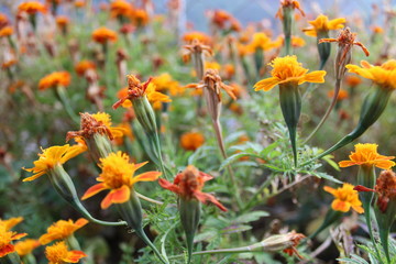 peaceful winter flowers in daylight