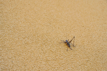 Brown locust on a stone wall. Copy space.