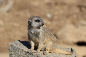 Meerkat on stone