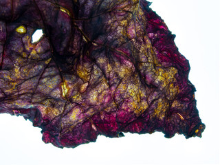 Dried begonia leaf on a bright background