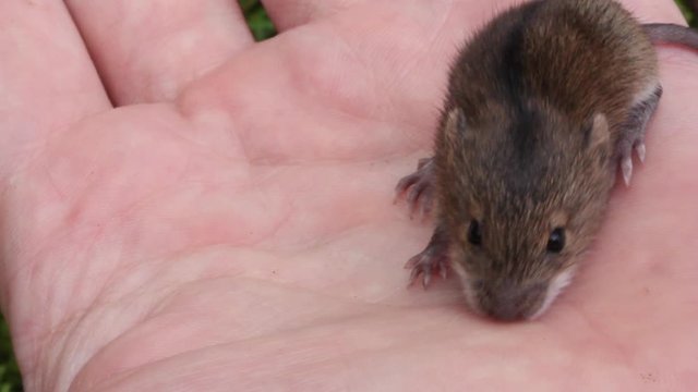 a man holds in the palm of a cute animal a forest mouse