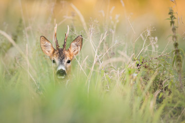 Roebuck - buck (Capreolus capreolus) Roe deer - goat