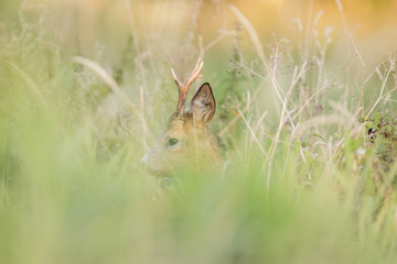 Roebuck - buck (Capreolus capreolus) Roe deer - goat