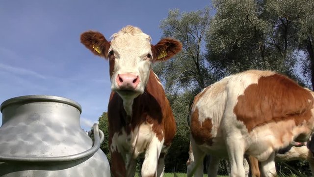 K&uuml;he auf der Wiese (Simmentaler Fleckvieh), im Vordergrund eine Milchkanne