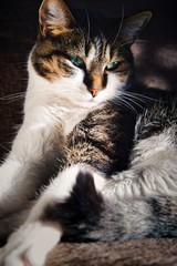 Katze