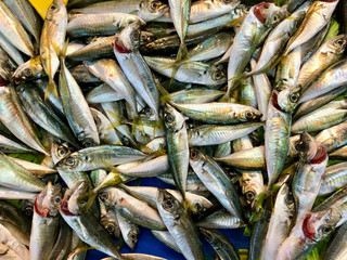 Fresh Mackerel Fish in Market for Sale.