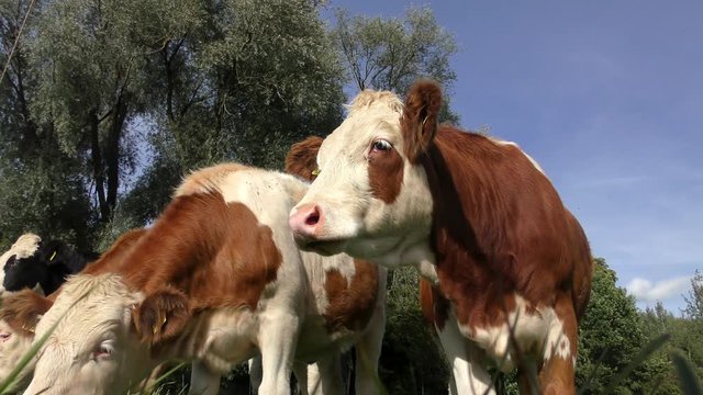 K&uuml;he auf der Wiese (Simmentaler Fleckvieh)