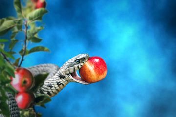 Snake with an apple fruit in its mouth - obrazy, fototapety, plakaty