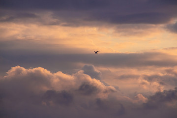 Fototapeta na wymiar dove flying high in the cloudy morning sky at dawn